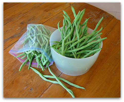 green bean varieties