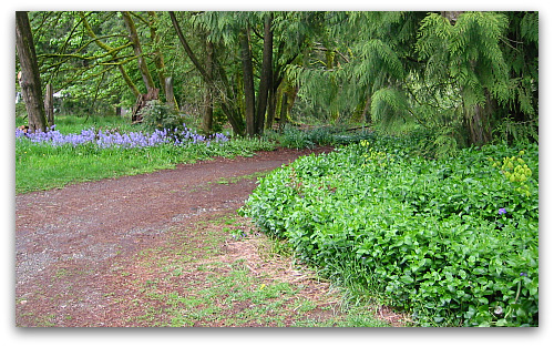 Periwinkle Vinca Major