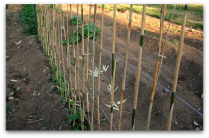 What’s at Stake: Pole Beans Need Your Support