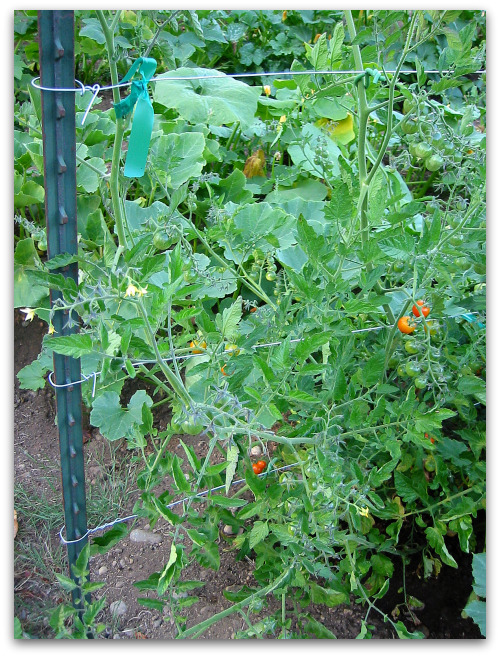 How To Make A Tomato Trellis A Cagey Alternative Tall Clover Farm
