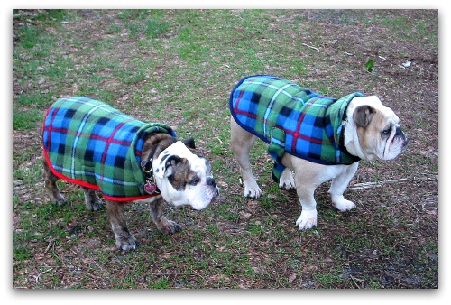 Putting on the Dog in Coats of Tartan Tall Clover Farm