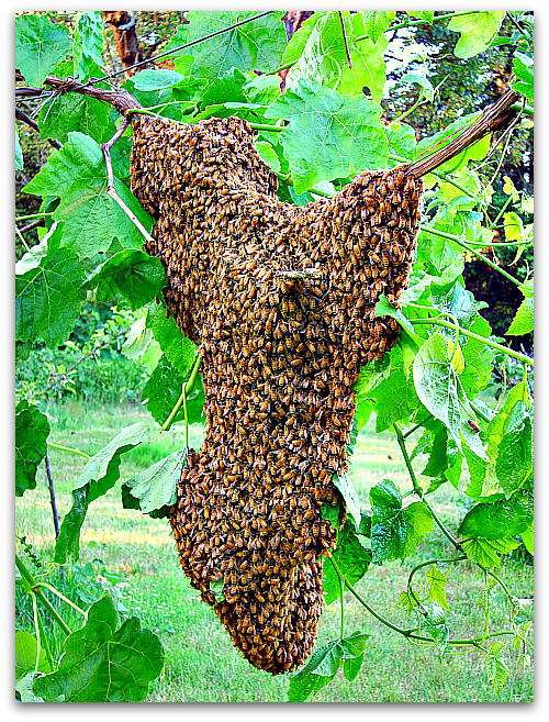 Bee Dazzling: What a Swarm of Bees Looks Like - Tall Clover Farm