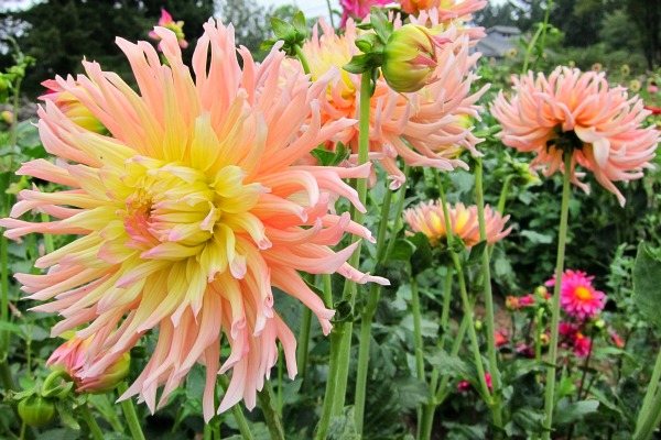 Favorite Dahlias - Bold, Brassy Garden Performers