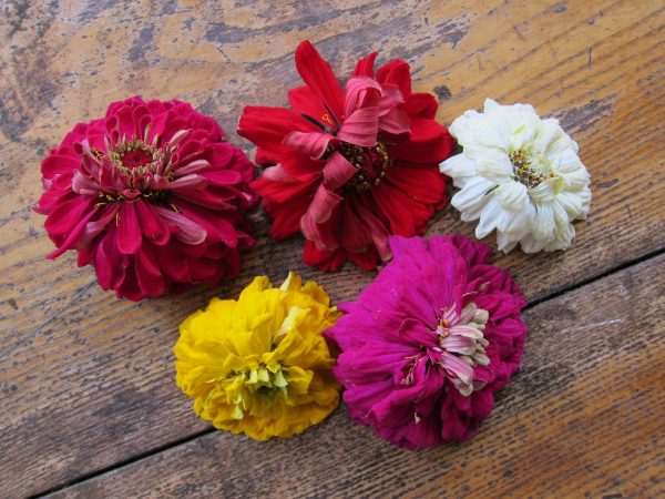 Zinnias out of water 