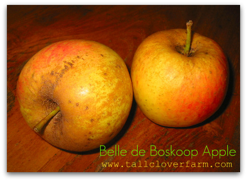 Blog_belle_de_boskoop_apple