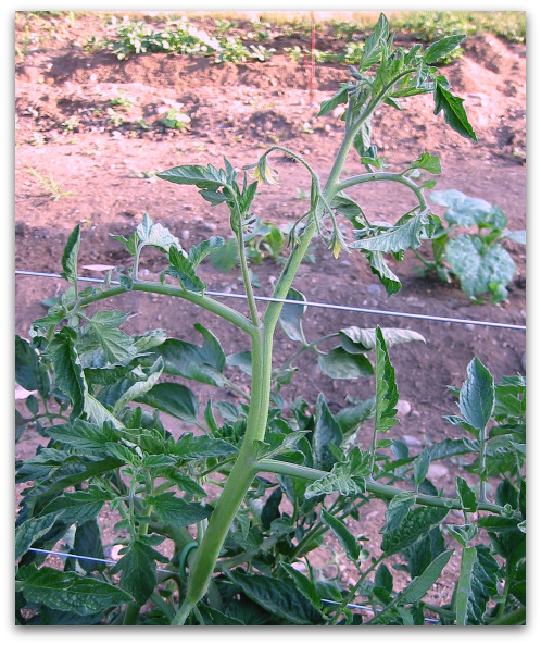 tomato supported by trellis wire