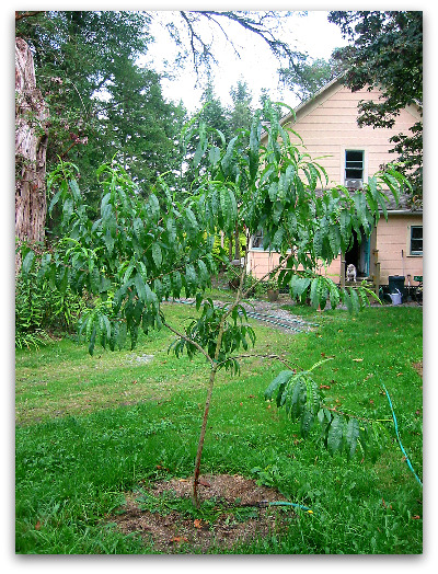 young Kreibich Nectarine Tree