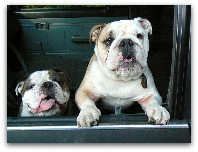 bulldogs in a truck