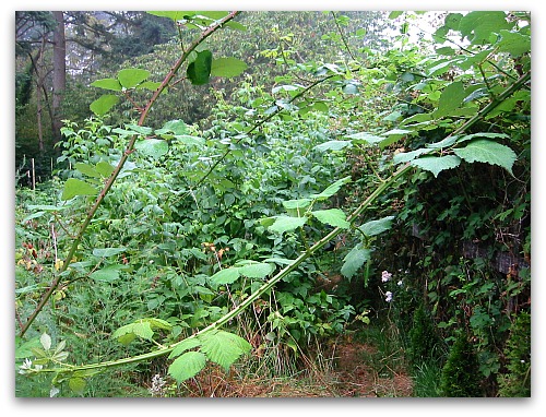 wild blackberry vines