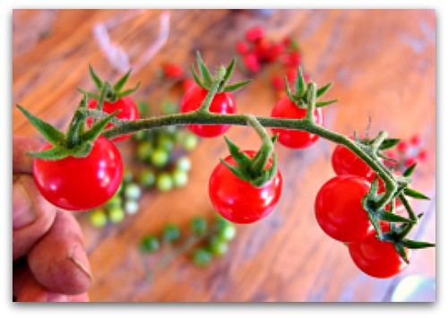 stem of cherry tomatoes